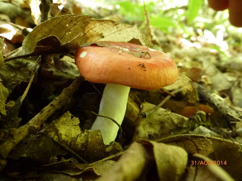 Russula xerampelina